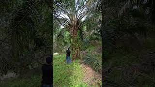 Malaysia palm oil bagan [upl. by Llenrub]