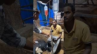 Pt6 IV infusion vet veterinarian medicine care cattle gaushala gauseva animalshorts animals [upl. by Lam]