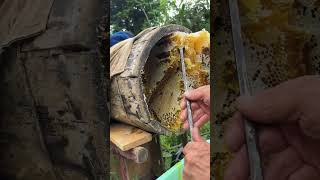 Process of collecting honey from round wood beehives [upl. by Scevor]