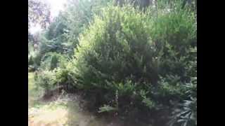 Evergreens For Shade and semi shaded areas [upl. by Whyte]