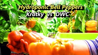 Hydroponic Peppers from Seed to Harvest Kratky vs DWC Comparison [upl. by Riamu480]