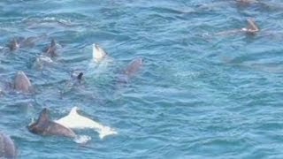 Film exposes dolphin hunt in Japan [upl. by Nnylyrehc]