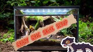 White Eyed Crocodile Skink How To Setup A Paludarium Enclosure [upl. by Notniuq]