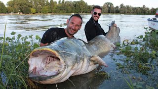 THE BIGGEST WELS CATFISH OF THE YEAR by YURI GRISENDI [upl. by Arehahs]