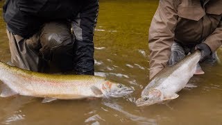 100 Steelhead Hooked in ONE DAY  Addicted Life Ep 29 [upl. by Muslim]