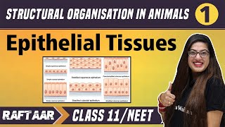 Structural Organization in Animals 01  Epithelial Tissues  Class 11NEET  RAFTAAR [upl. by Cand]