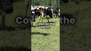 Sneak Peek Meet the Cows Fun animal adventure and learning for kids [upl. by Noach]