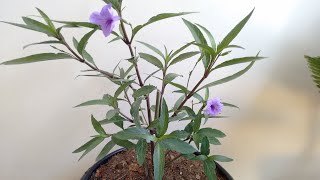 Ruellia como plantar e cuidar [upl. by Wina]