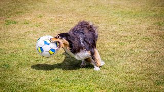 The Dangers of Leaving Shetland Sheepdogs Unsupervised in Backyards [upl. by Gabe]