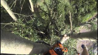 TH Tree Services Pollarding Large Poplar Trees In Essex [upl. by Iccir]