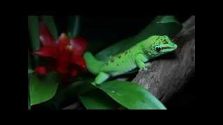 Phelsuma Grandis Nouveau terrarium [upl. by Saxon]