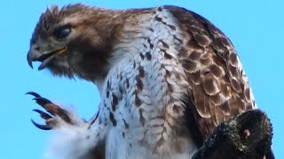 Red tailed hawk call sound flying  Bird [upl. by Adnema]