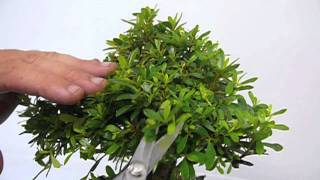 Pruning techniques for developing azaleas [upl. by Sonafets]