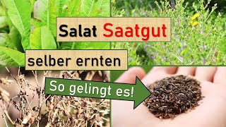 Salat sortenrein vermehren 🌱 Von der Aussaat bis zur Saatguternte 🌾 Saatgutgewinnung im Gemüsegarten [upl. by Savitt]