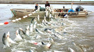 Amazing Gill Net Fishing Line Catch Hundreds Tons of Fish  Amazing Big Catching on The Sea [upl. by Delphina223]