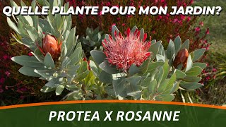 LA PROTEA ou Protea x Rosanne  Quelle Plante Pour Mon Jardin [upl. by Blodgett]