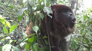 Red Howler Monkey Howls at Senda Verde Animal Refuge Bolivia [upl. by Hteb11]