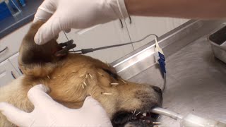 Adorable Dog Recovers After Porcupine Attack [upl. by Narag347]