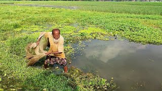 Amazing Cast Net Fishing  Village Cast Net Fishing Video  Traditional Net Fishing Video [upl. by Apilef]