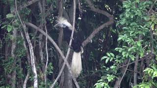 Whitecrowned Hornbills call [upl. by Eduardo505]