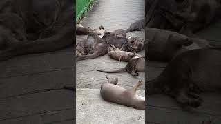 Wild Otters  Singapore City [upl. by Luapnoj]