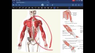 Intro  muscles of pectoral region  Locomotor  Dr Saiko [upl. by Jaclin]