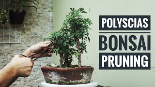 Pruning my Polyscias Bonsai  Ming Aralia  Clip and Grow Method [upl. by Esiouqrut768]