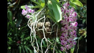 More Summer Blooms Rhynchostylis coelestis Rhynchorides Bangkok Sunset  Dendrophal Catts [upl. by Trebeh]