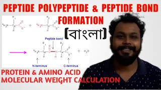 Peptide Polypeptide amp Peptide Bond Formation in Bengali  Protein molecular weight calculation [upl. by Devinne]