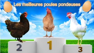 TOP 5 DES MEILLEURES POULES PONDEUSES  LES MEILLEURES RACES DE POULES POUR LÉLEVAGE FAMILIAL [upl. by Tahp]