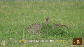 Discovering the Crab eating Mongoose [upl. by Oelgnaed]