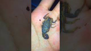 handling desert scorpion HHottentotta shortvideo shorts animals scorpion [upl. by Anai]