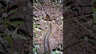 biggest snake keelback snake  shorts [upl. by Analli]