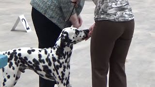 AKC Dog Show Abilene Texas May 17 2015 [upl. by Morris]