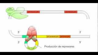 Modelo del operón de la Galactosa [upl. by Atter]