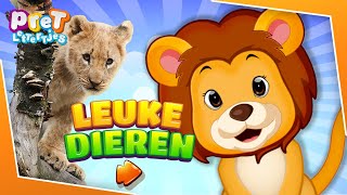 Dieren leren met Meo de Leeuw  Aflevering 1 De Leeuw  Dieren filmpjes met Dierentuin Dieren [upl. by Raddy]