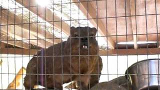 Talking Rock Hyrax [upl. by Etnom]