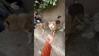 Husky dog kay babies aa gay dog [upl. by Evangelina]