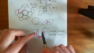 Clathrin Mediated Endocytosis and The Endocytic Pathway Part 4 [upl. by Leksehc]