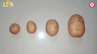 Potato Pre sowing guide [upl. by Kwapong925]