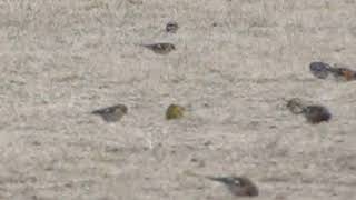 F montifringilla Sjeverna zeba Brambling S serinus Serin Zutarica Chaffinch [upl. by Eenert]