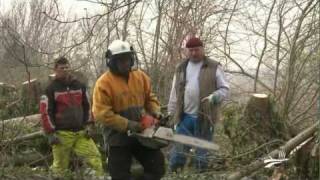 Un chantier de bûcheronnage dans le Marais poitevin [upl. by Keene]