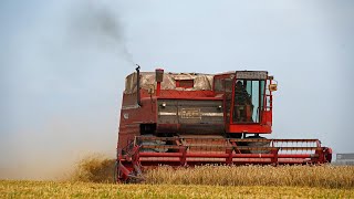 Massey Ferguson 760 Prairie Queen in the polder  Classic wheat harvest  Stichting Polderpioniers [upl. by Eboh531]