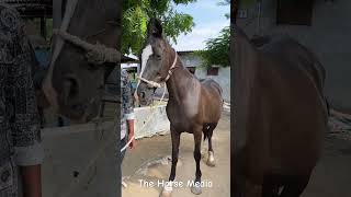 Beautiful Brood Mare Cover By Stallion ShivamBy Vanraj horse marwarihorse [upl. by Gertrude]