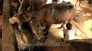 Feeding the appetite of buffaloes at a dairy farm Delhi [upl. by Lyrret]