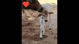 Love Animal ❣️Yourube Short Viral Video [upl. by Kawai]