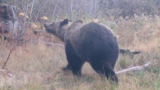 Grizzly Bear Nose In The Wind Montana October 2024 [upl. by Iarised317]