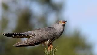 Kukułka Cuculus canorus The common cuckoo 4k UHD [upl. by Nelra]