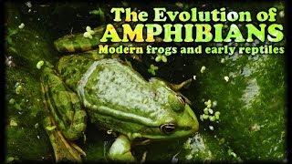 The Evolution of Amphibians II  Modern frogs and early Reptiles [upl. by Moore]