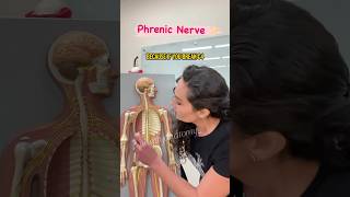 TIP💡Phrenic Nerve  by an Anatomy Professor drbenaduce wittyanatomy anatomy nervoussystem [upl. by Abott]